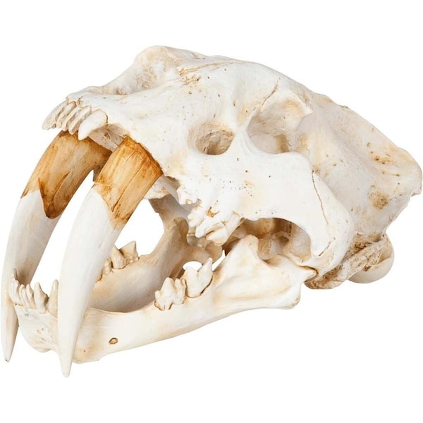 Homeroots 15 x 9 x 9 in. Authentic Replica White Sabertooth Skull Sculpture 392417 - main